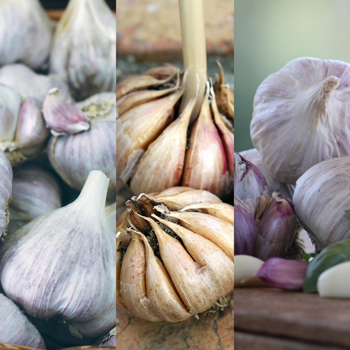 Late Harvest Garlic Collection (6 heads)