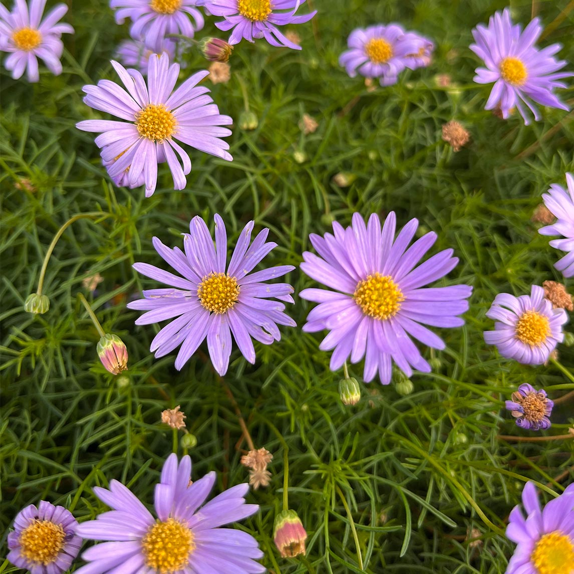 Brachyscome multifida - Rock Daisy