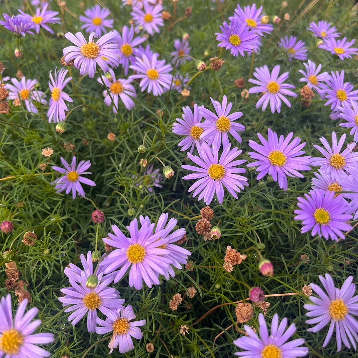 Brachyscome multifida - Rock Daisy