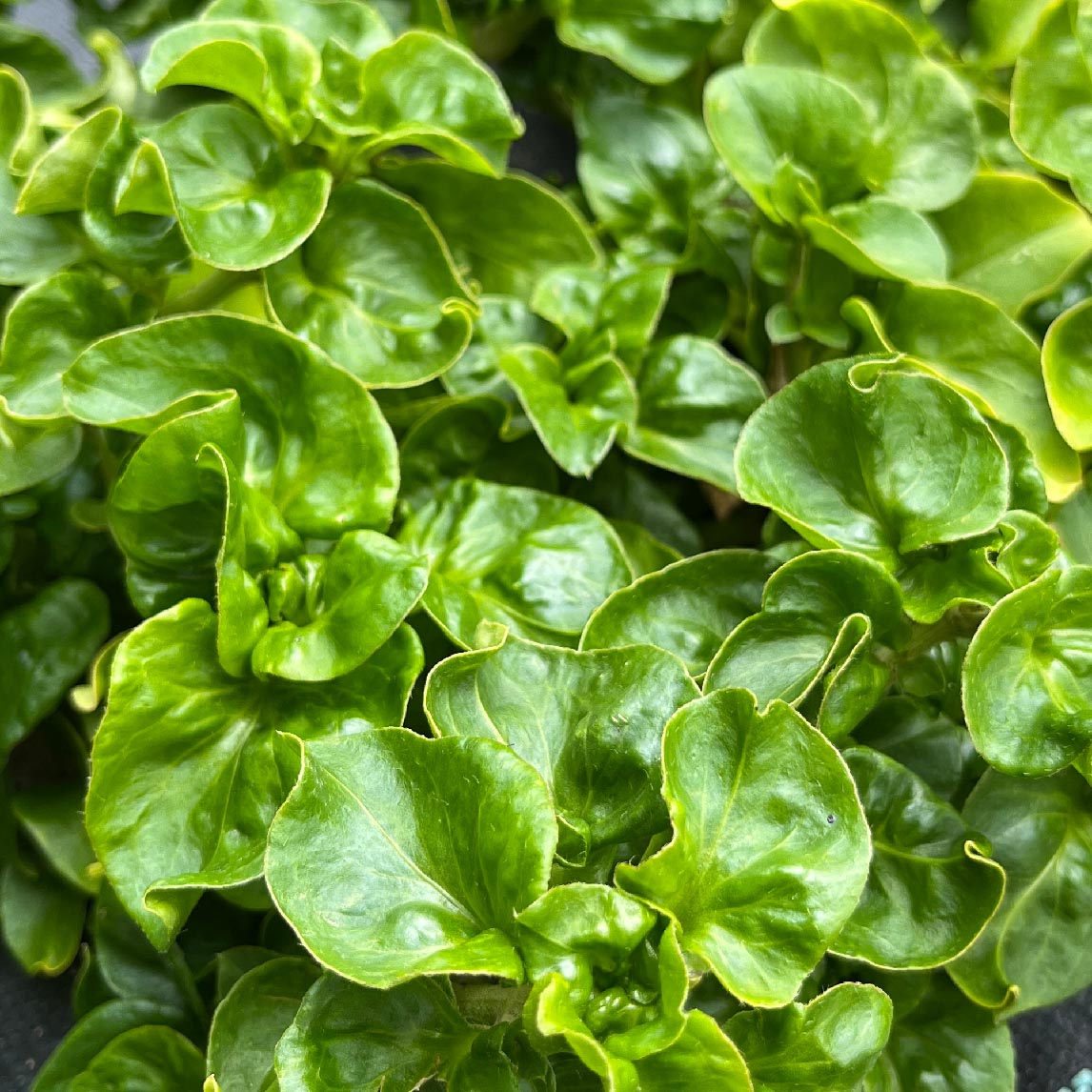 Brazilian Spinach