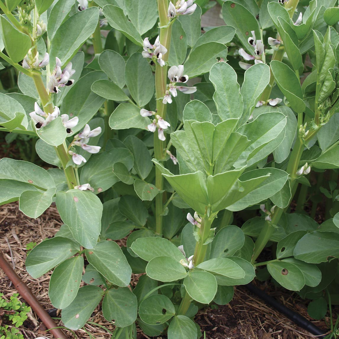 Broad Bean &#39;Aquadulce&#39;