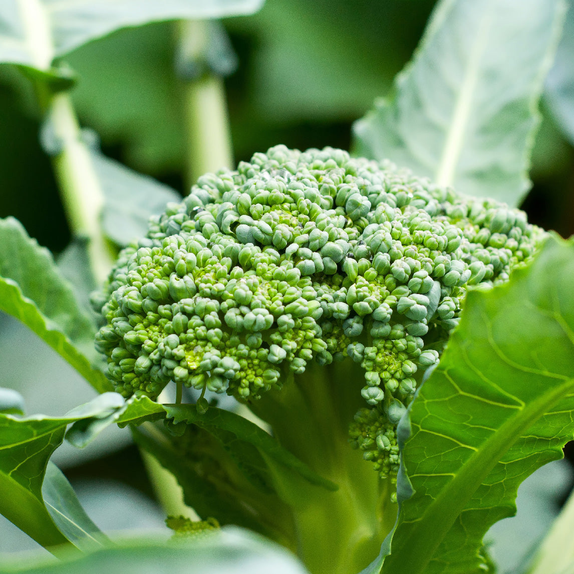 Broccoli 'Green Sprouting' (Organic)