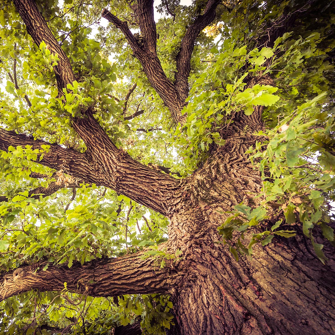 Bur Oak