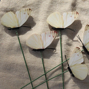 Cabbage White Butterfly - The Australian Museum