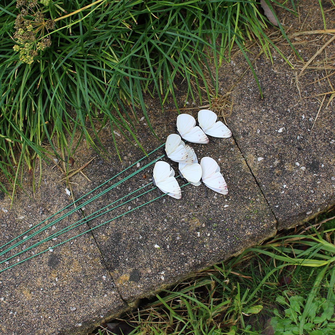 CABBAGE WHITE BUTTERFLY - 3 packs of 6