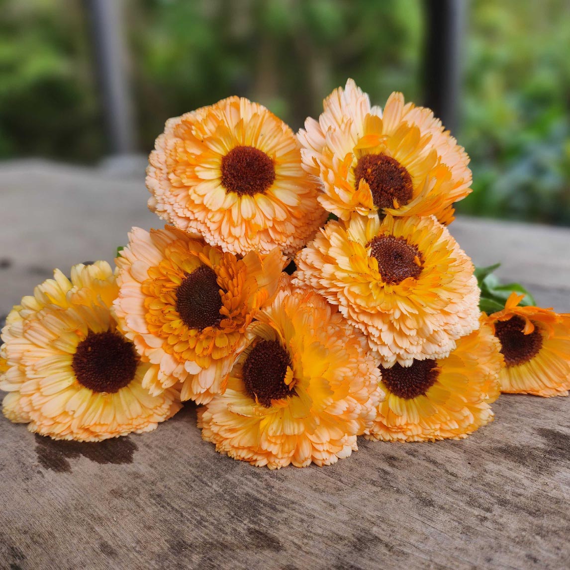 Calendula 'Pink Surprise'