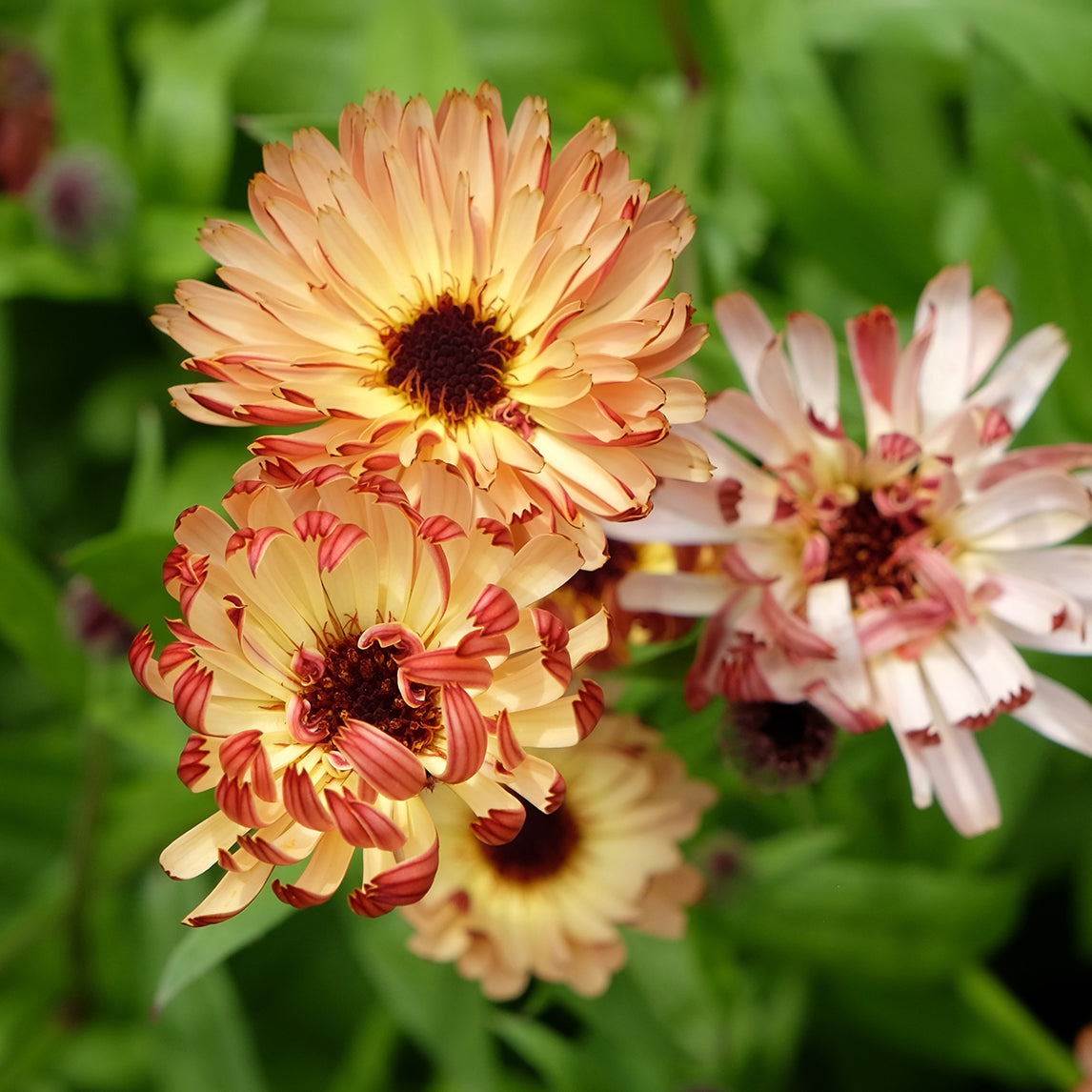 Calendula 'Sunset Buff'
