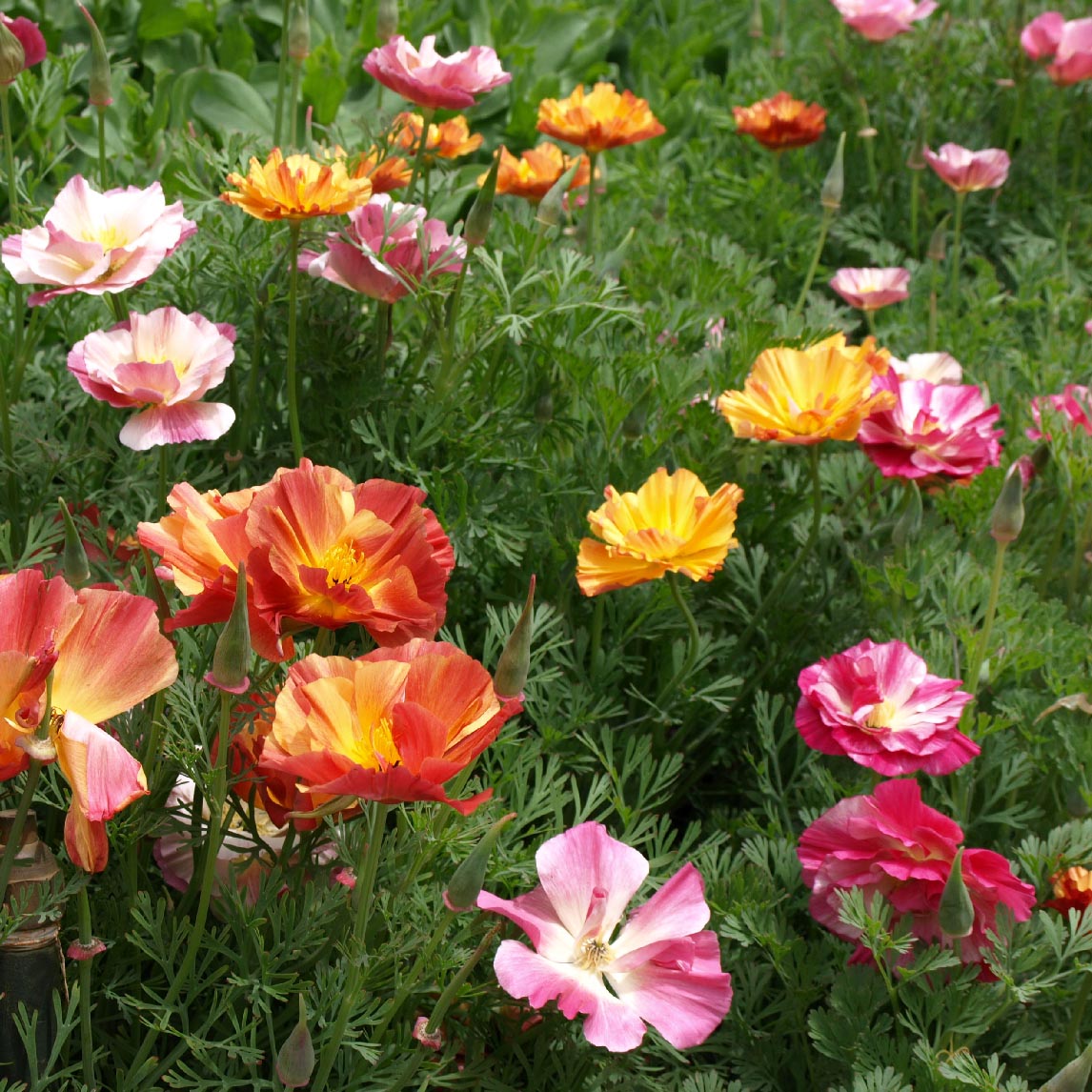 Californian Poppy 'Jelly Beans'
