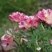 Californian Poppy 'Jelly Beans'