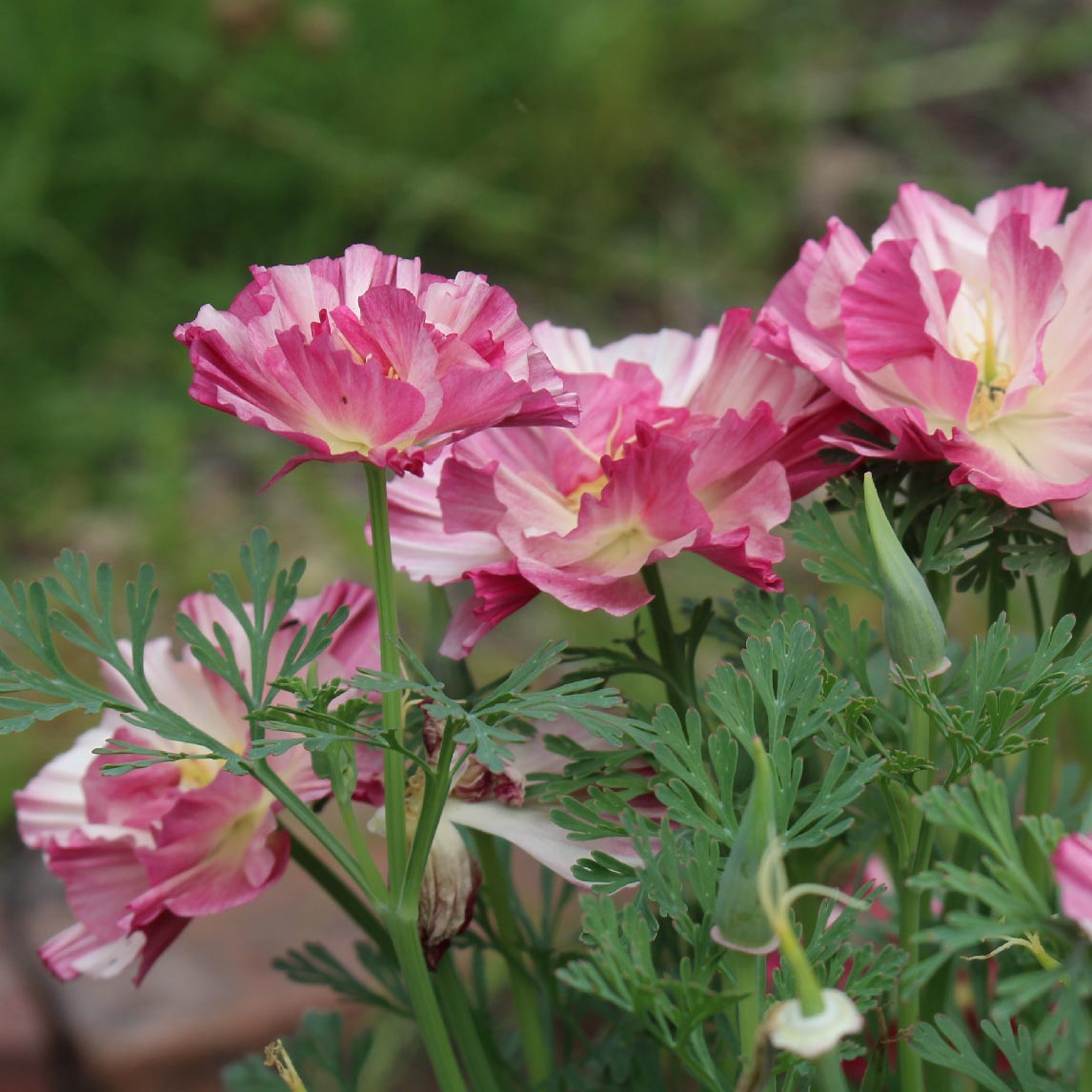 Californian Poppy &#39;Jelly Beans&#39;