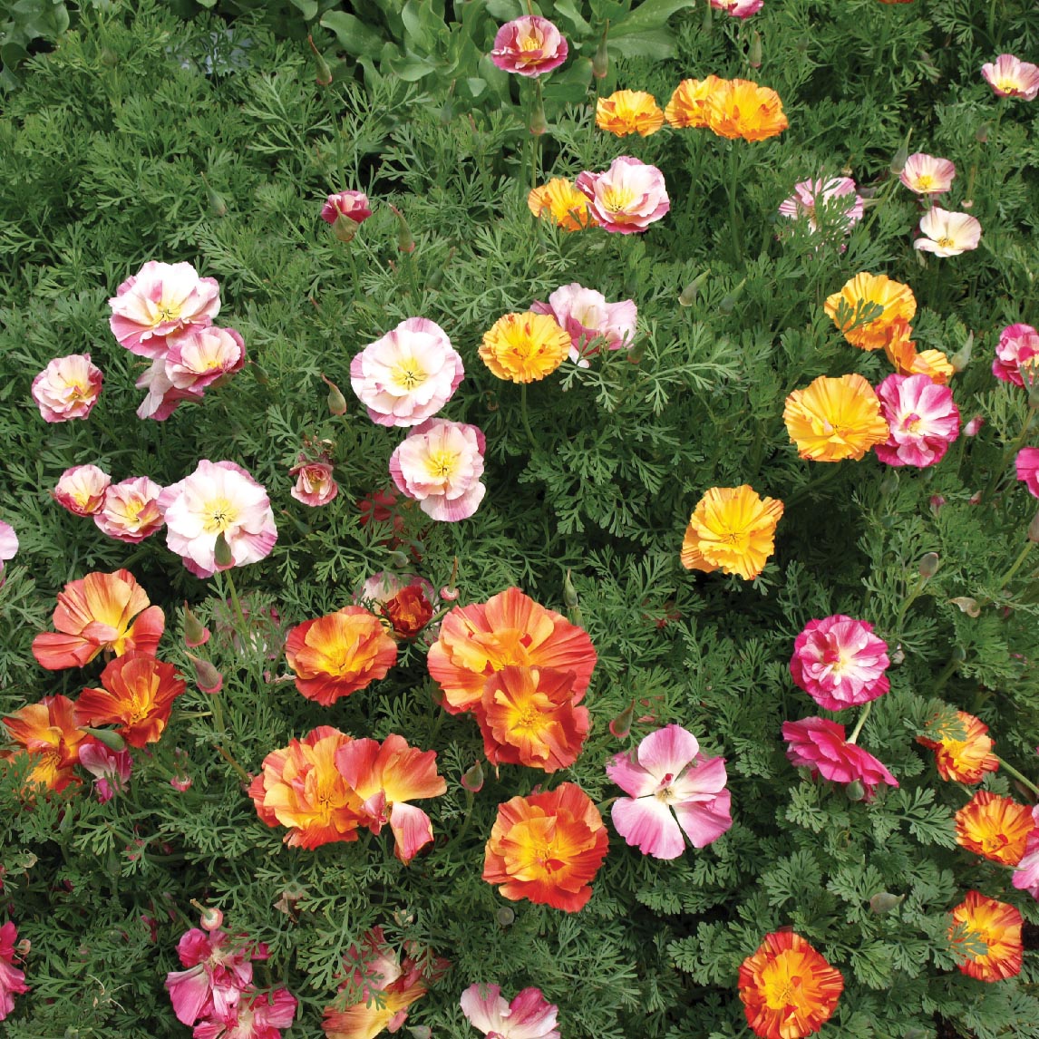 Californian Poppy 'Jelly Beans'