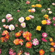 Californian Poppy 'Jelly Beans'