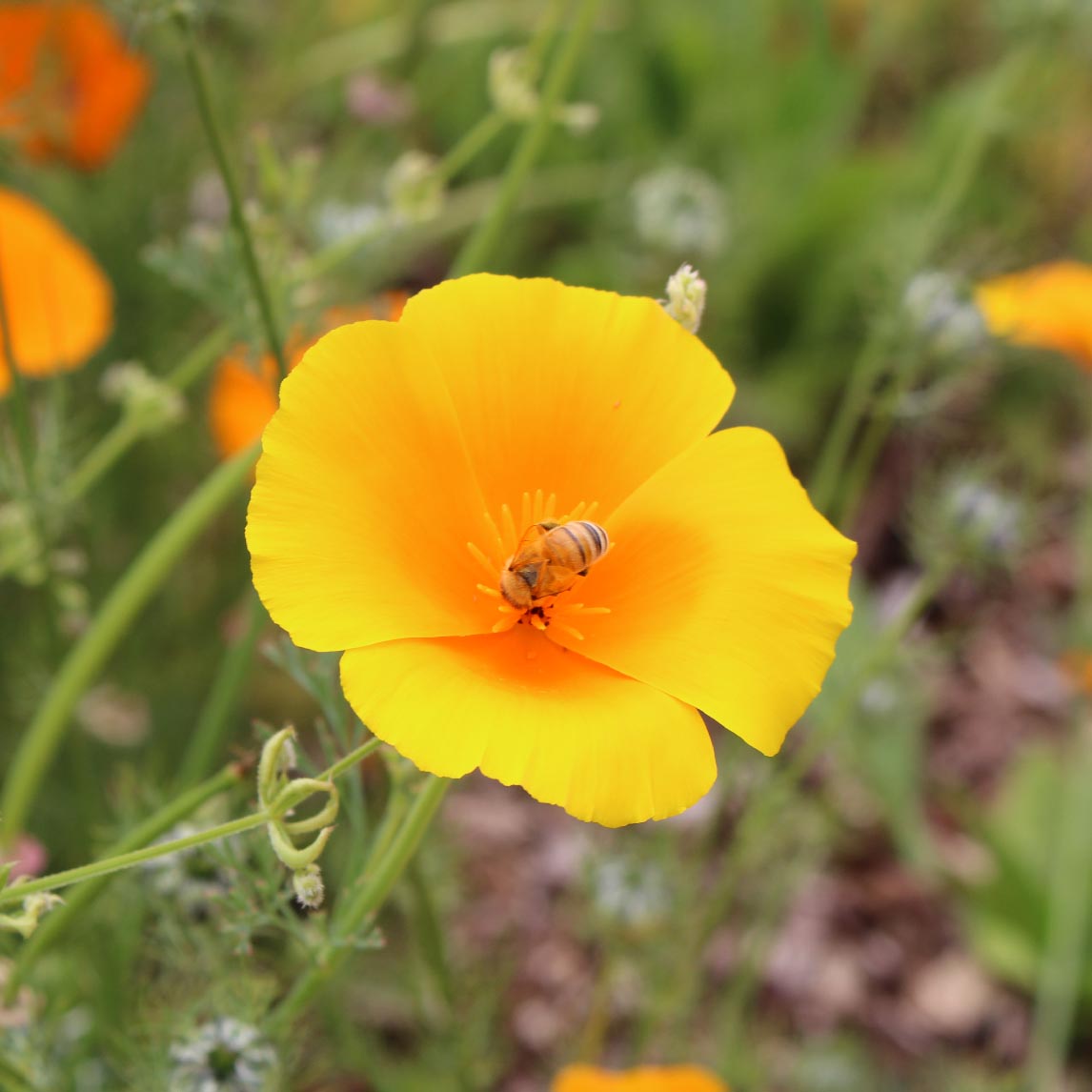 Californian 'Poppy Orange'