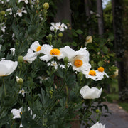 Californian Tree Poppy