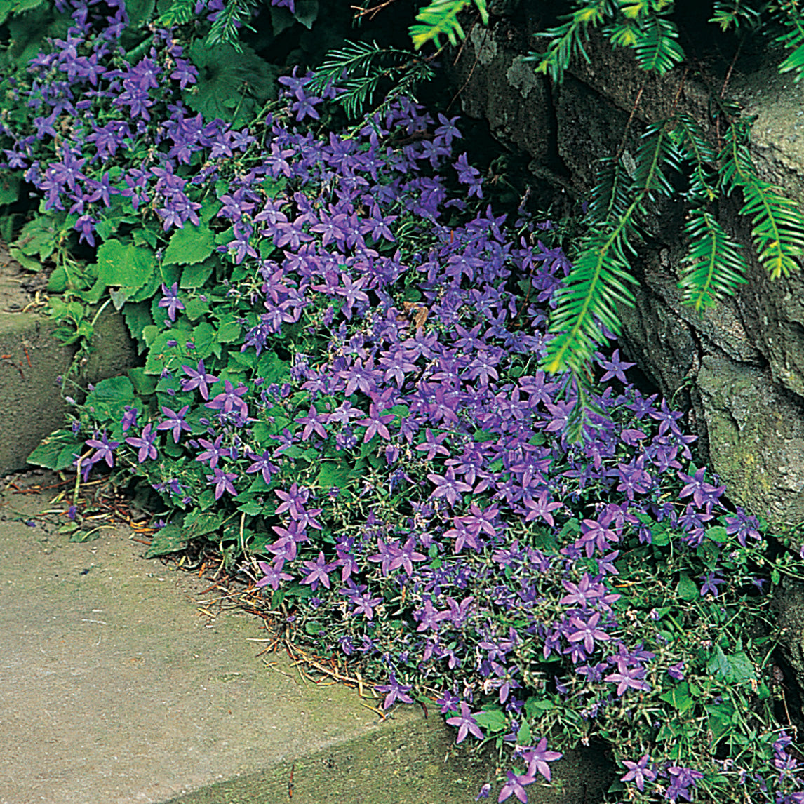 Campanula Poscharskyana Campanula Poscharskyana