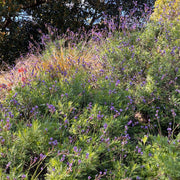 Canary Island Lavender