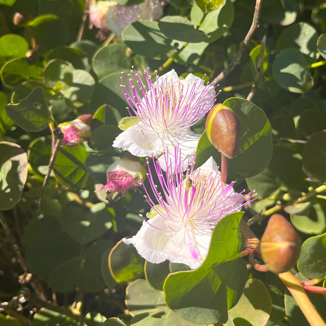 Caper Bush