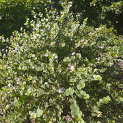 Caper Bush