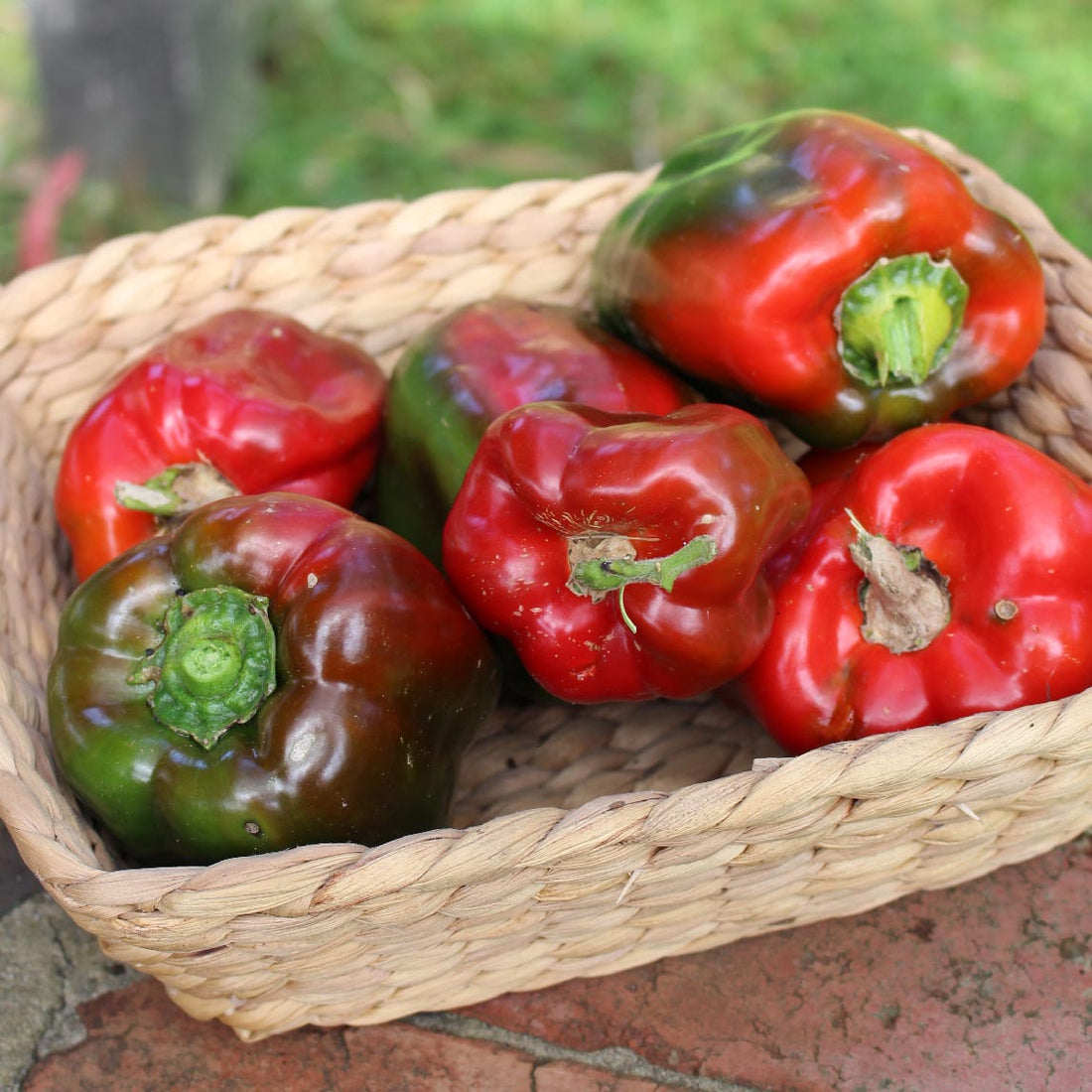 Capsicum 'Chinese Giant' – The Diggers Club