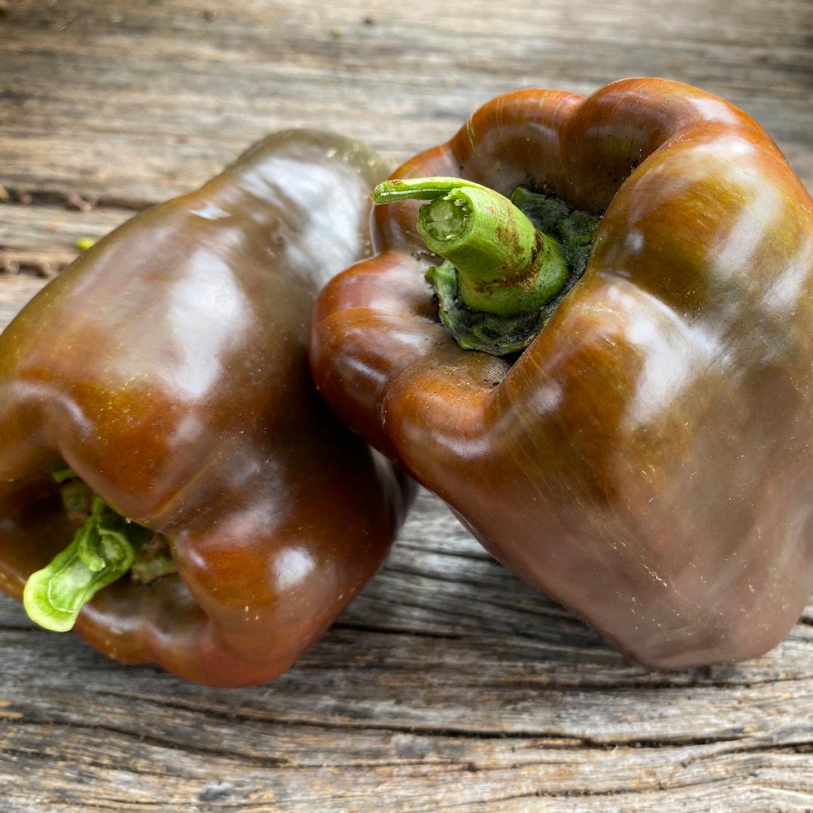 Capsicum 'Sweet Chocolate' (Organic)