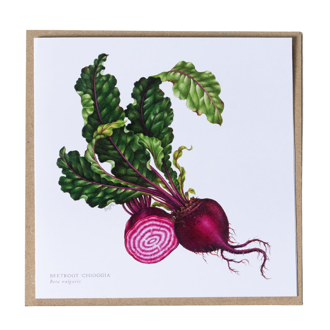 Greeting Cards by Amy C. Duncan