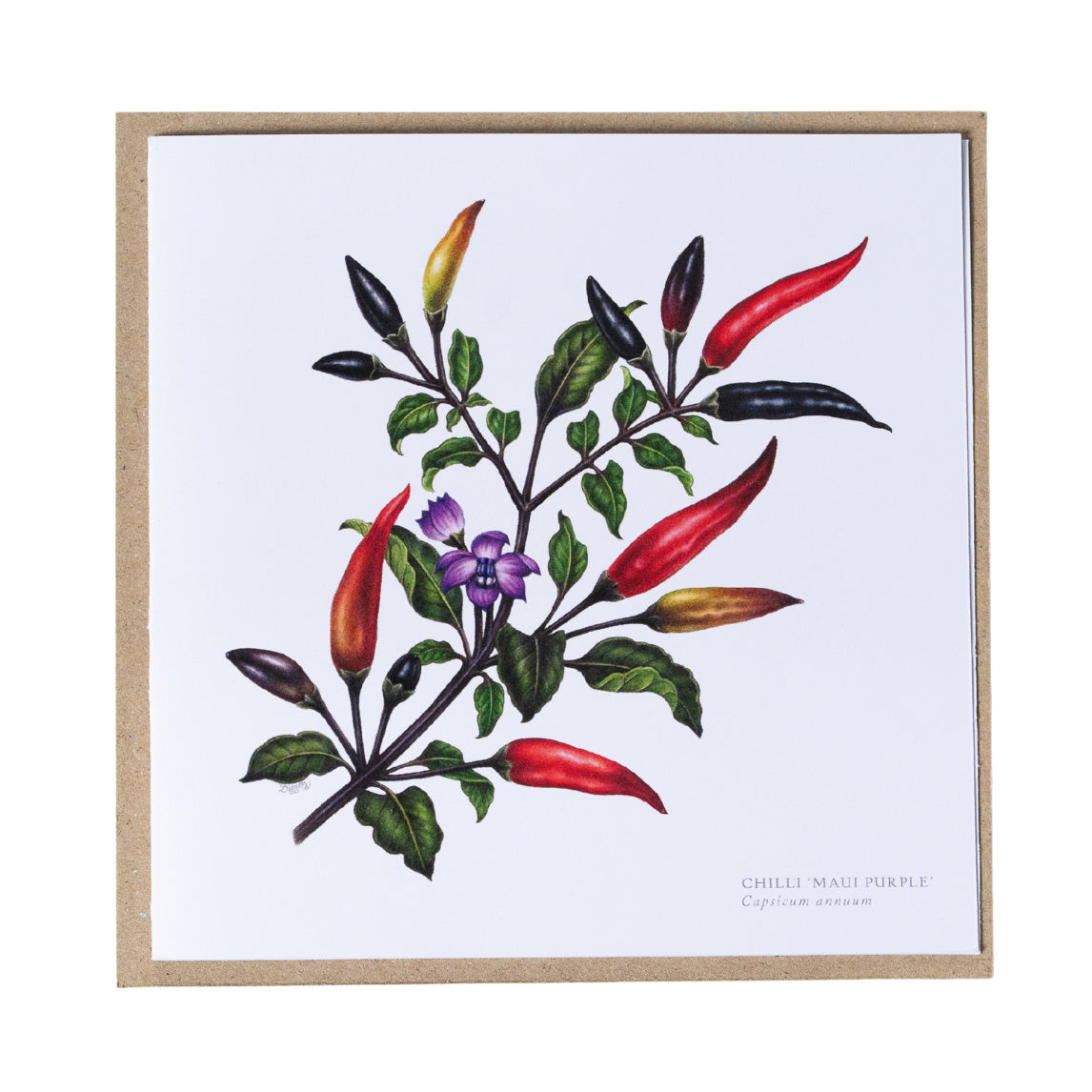 Greeting Cards by Amy C. Duncan
