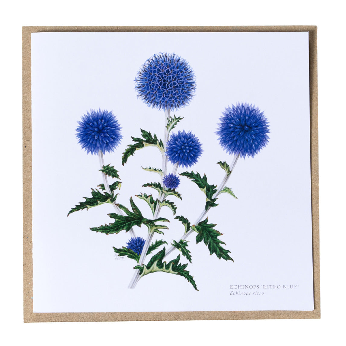 Greeting Cards by Amy C. Duncan