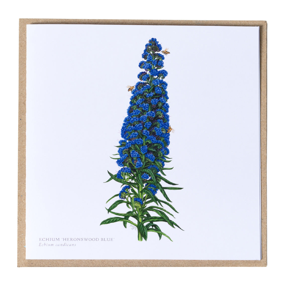 Greeting Cards by Amy C. Duncan