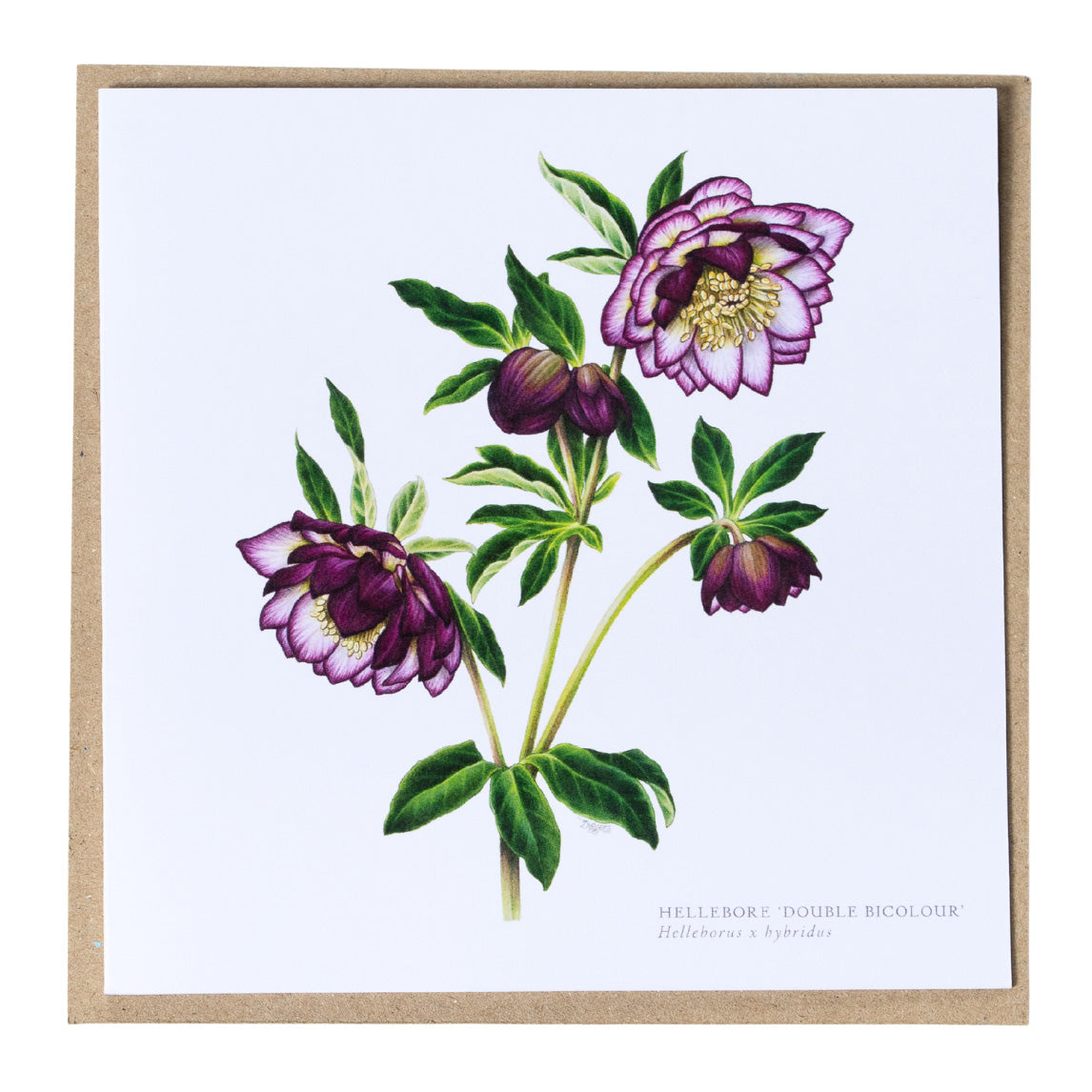 Greeting Cards by Amy C. Duncan