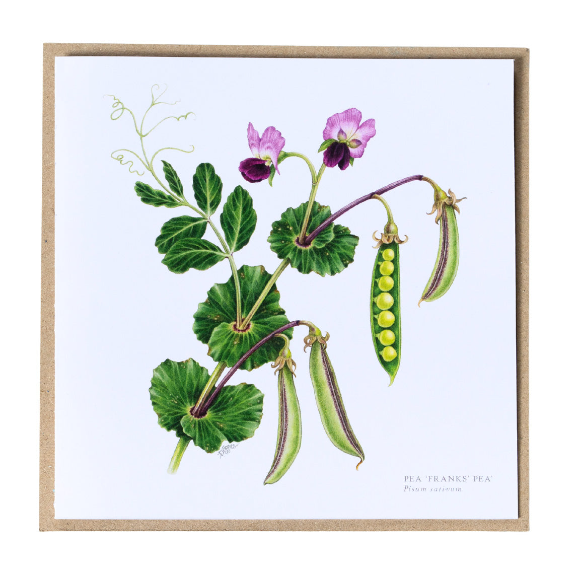 Greeting Cards by Amy C. Duncan