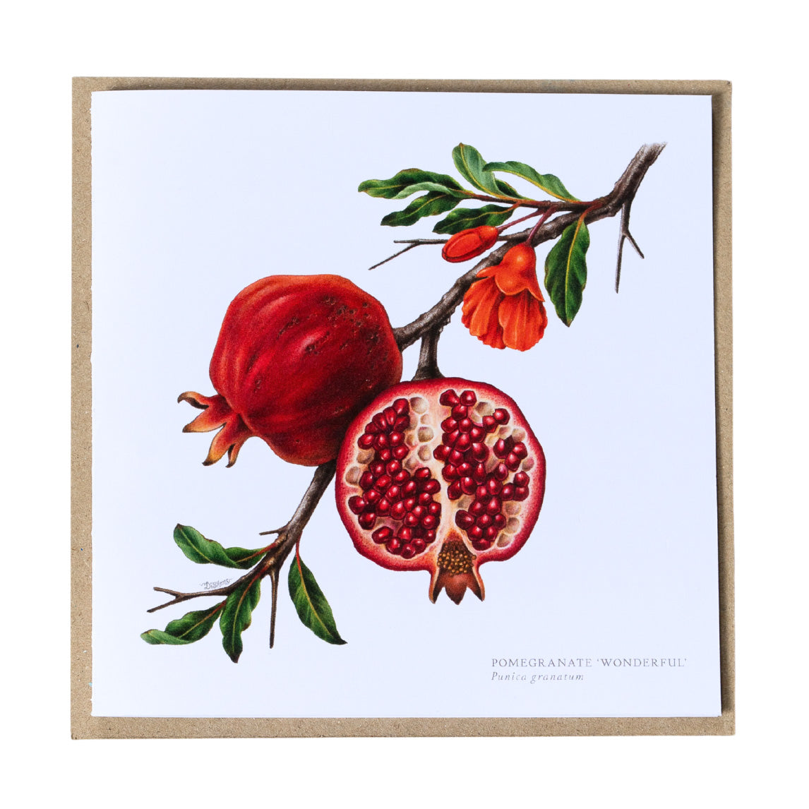 Greeting Cards by Amy C. Duncan