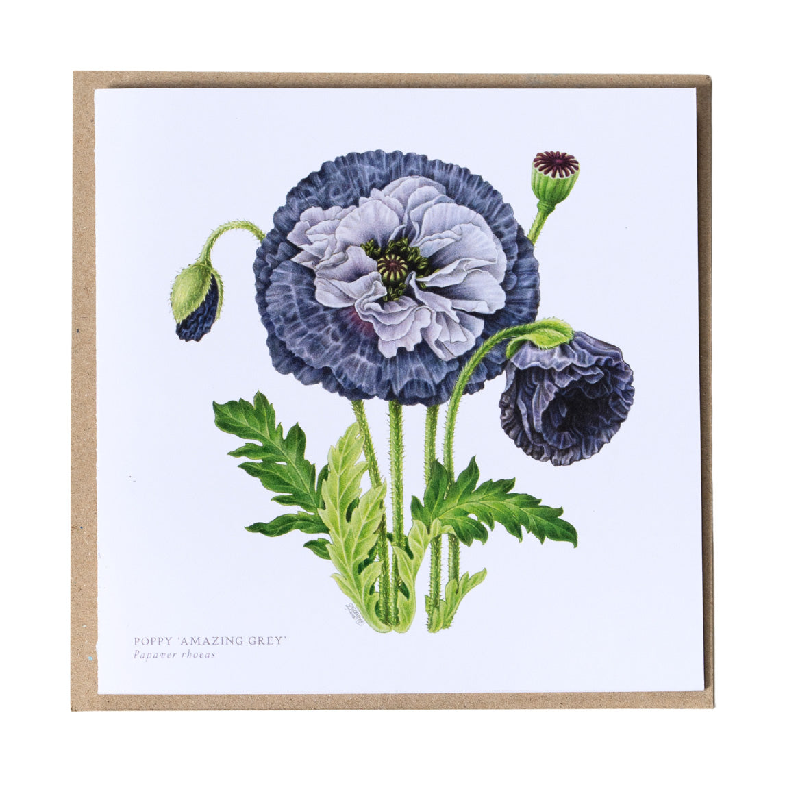 Greeting Cards by Amy C. Duncan