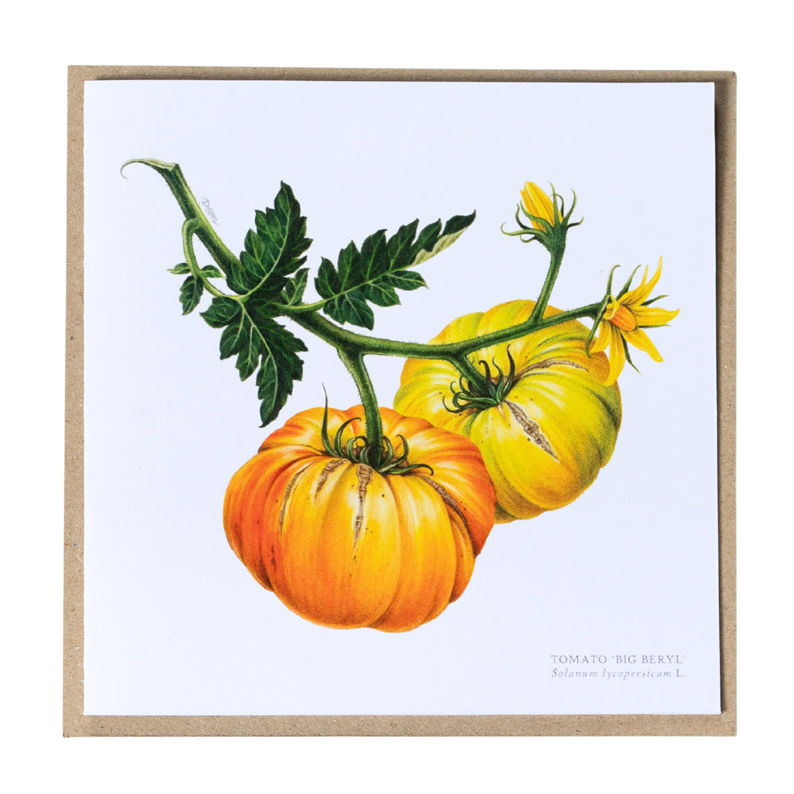 Greeting Cards by Amy C. Duncan