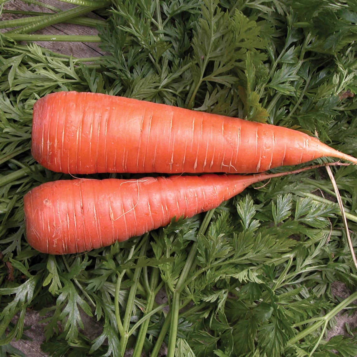Carrot 'Western Red' Organic