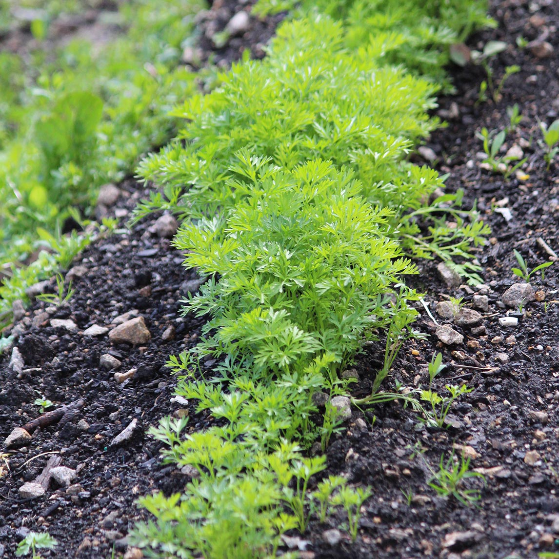 Carrot 'Western Red' Organic