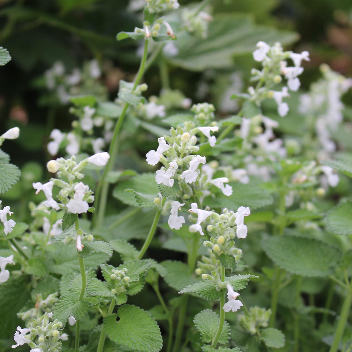 Catmint 'Alba'
