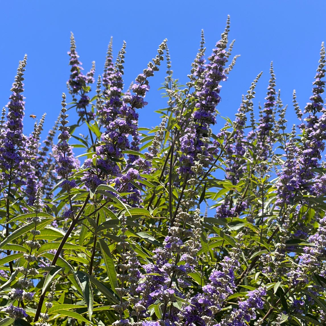 Herb Pharm Chaste Tree Extract - Shop Herbs & Homeopathy At H-E-B - Foto 7