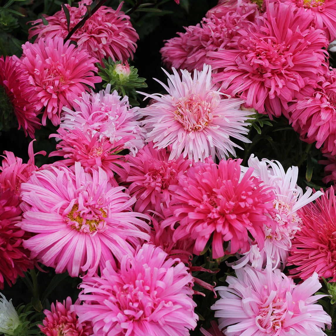 Chinese Aster 'Pink Delight'