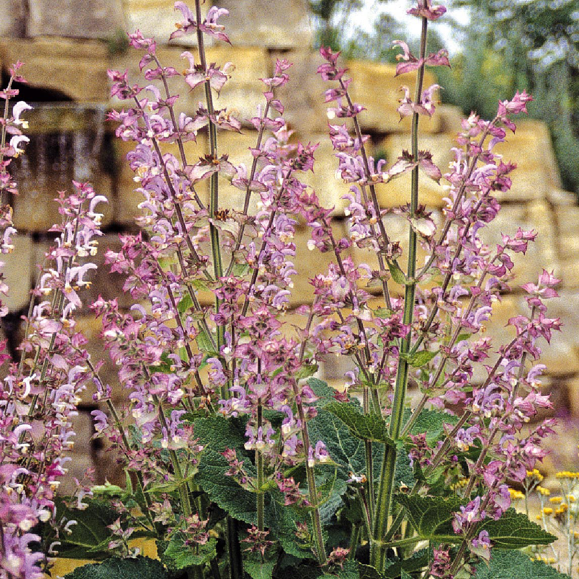 Clary Sage 'Vatican Pink' The Diggers Club