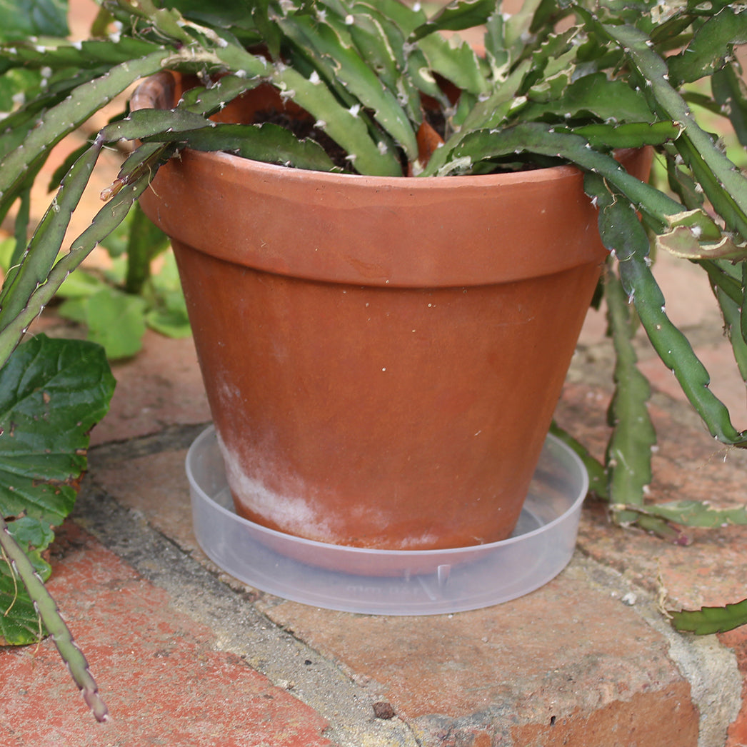 Clear Plastic Saucer 200mm