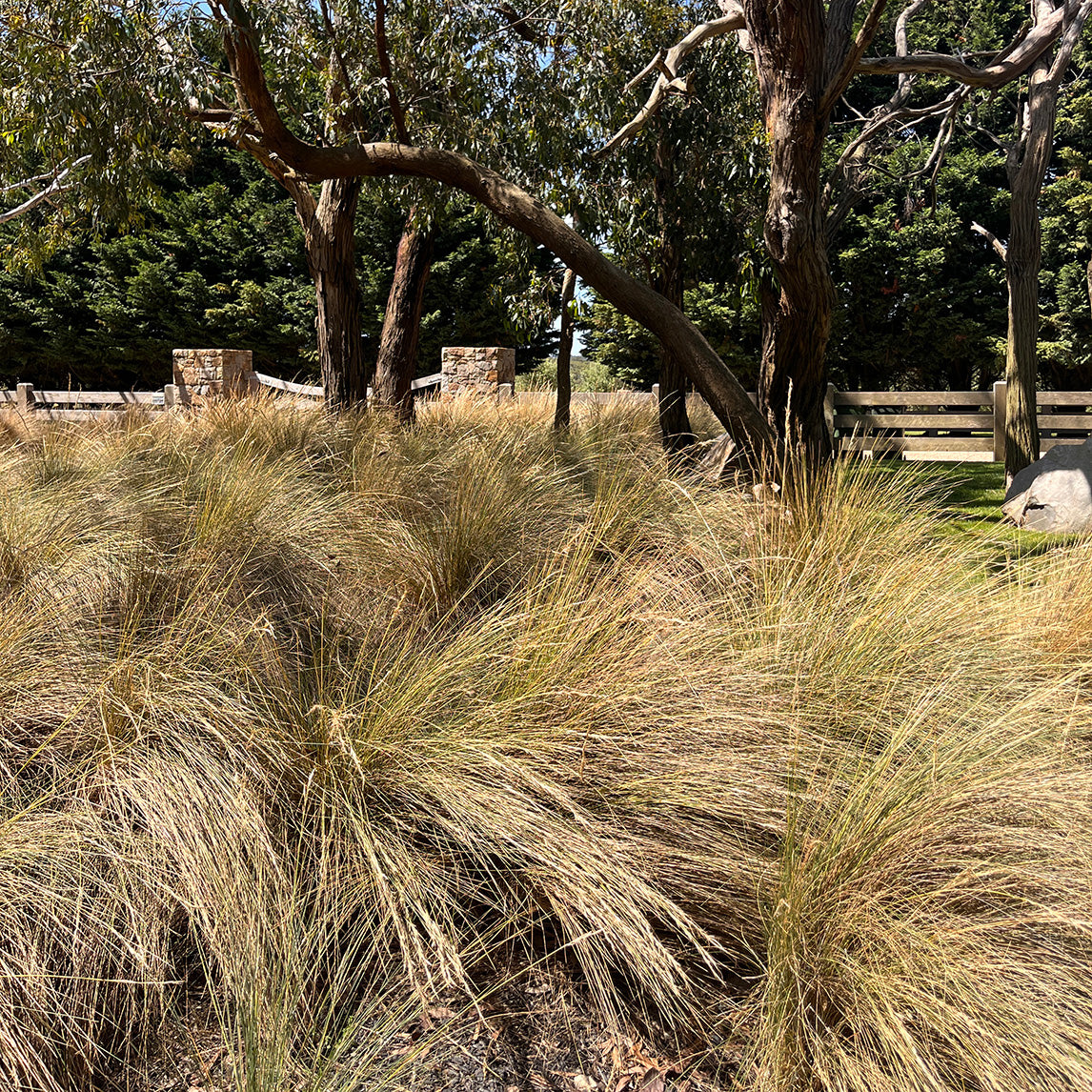 Coastal Spear Grass