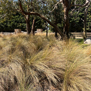 Coastal Spear Grass