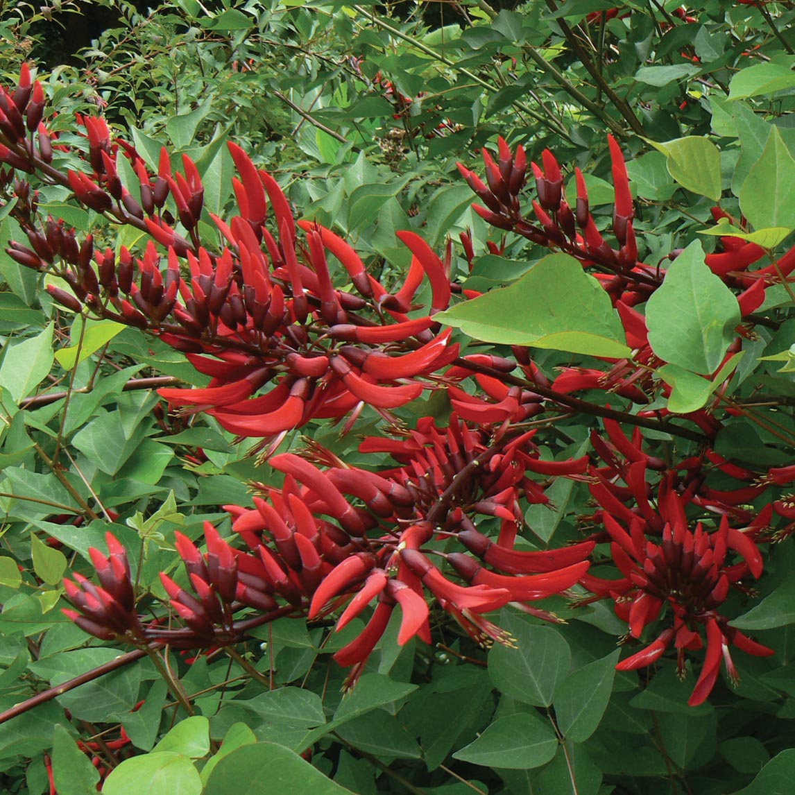 Cockspur Coral Tree