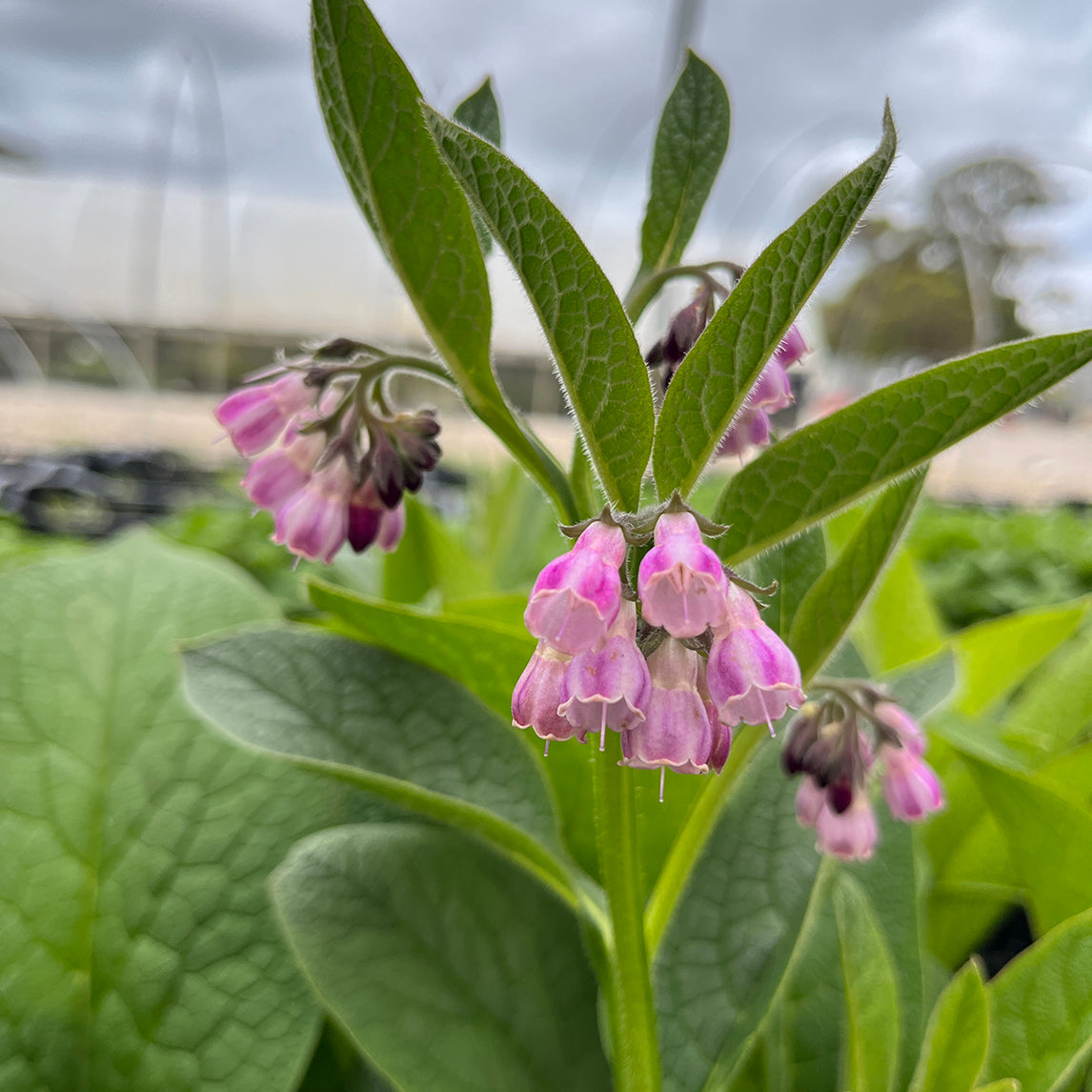 Comfrey Bocking 14