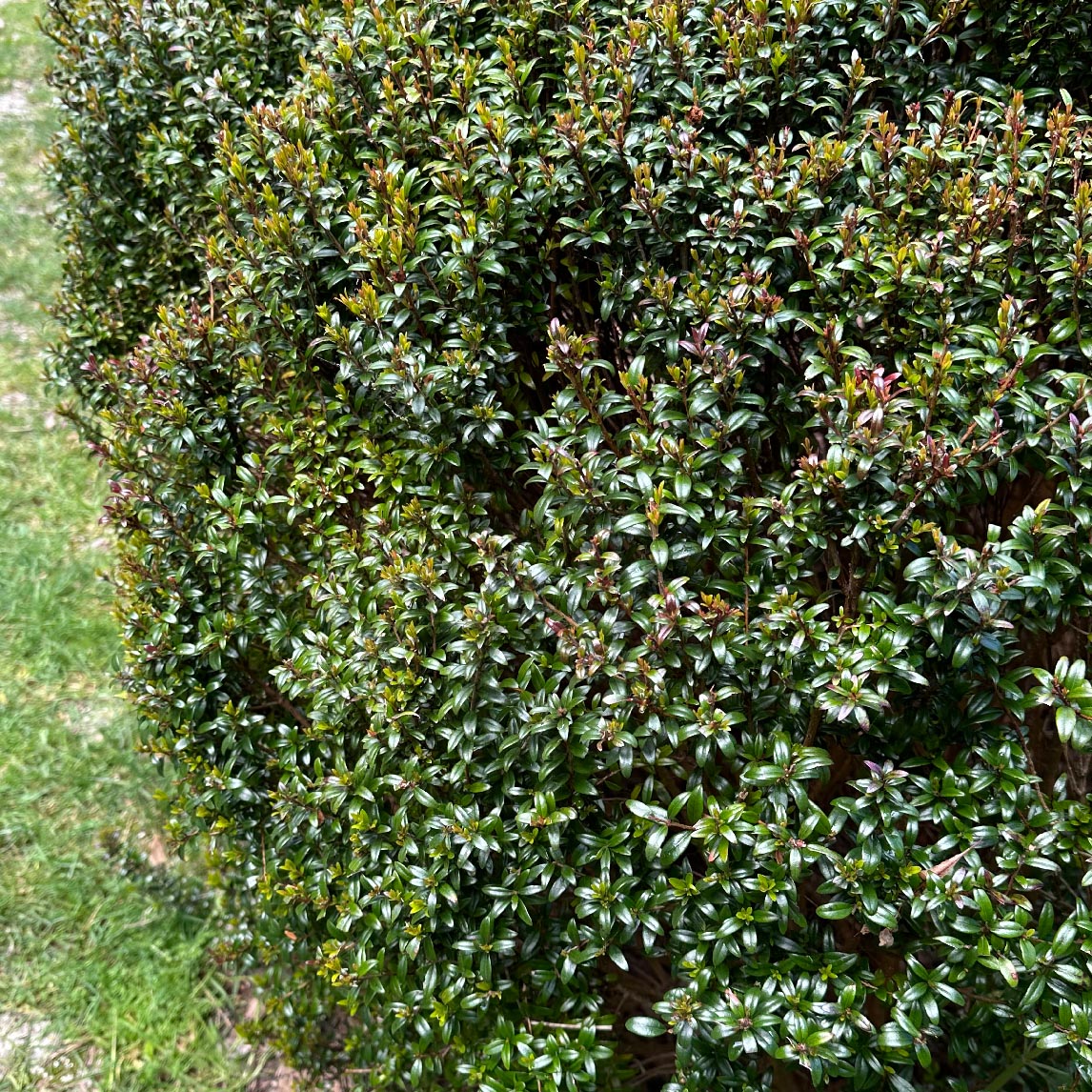 Common Myrtle
