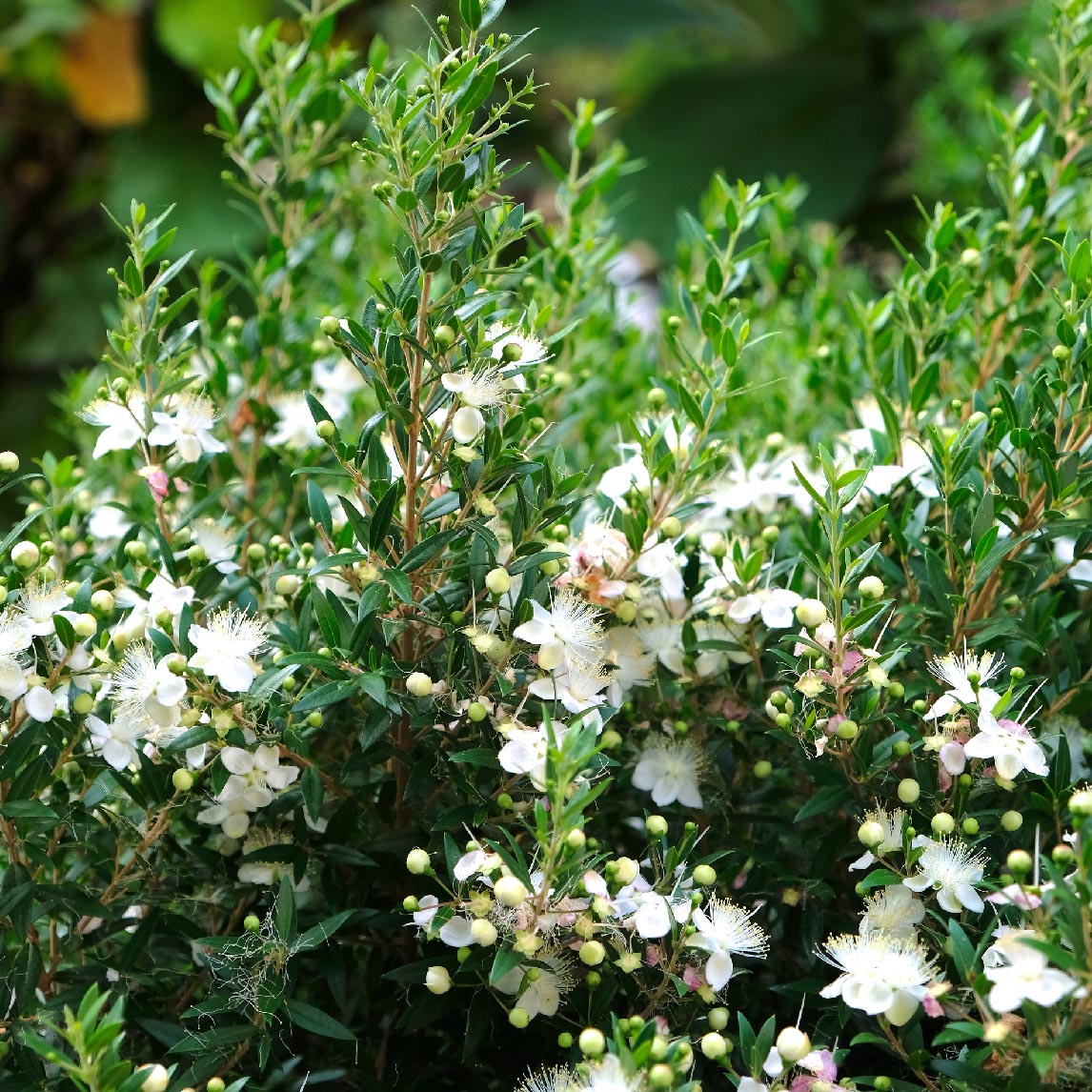 Common Myrtle