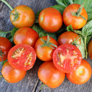 Complete Tomato Collection