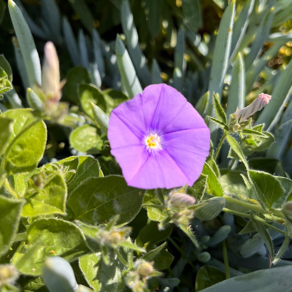 Convolvulus Sabatius
