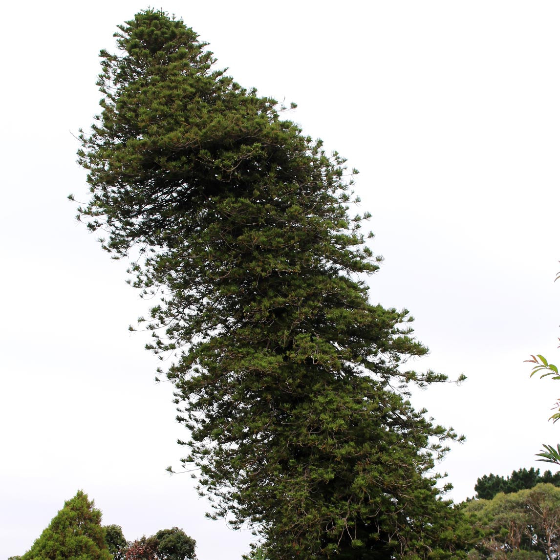 Cook's Gondwana Pine
