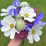 Cool Cut Flower Seed Collection